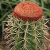 Botanischer Garten Tübingen 02.03.2014