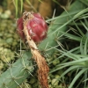 Botanischer Garten Tübingen 02.03.2014