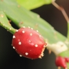 Botanischer Garten Tübingen 02.03.2014