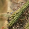 Botanischer Garten Tübingen 02.03.2014