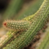 Botanischer Garten Tübingen 02.03.2014