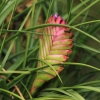 Botanischer Garten Tübingen 02.03.2014