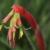 Botanischer Garten Tübingen 02.03.2014