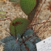 Botanischer Garten Tübingen 02.03.2014