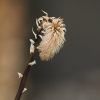 Botanischer Garten Tübingen 02.03.2014