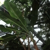 Botanischer Garten Tübingen 02.03.2014