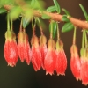 Botanischer Garten Tübingen 02.03.2014