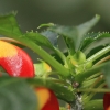 Botanischer Garten Tübingen 02.03.2014