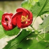 Botanischer Garten Tübingen 02.03.2014