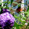 Botanischer Garten Tübingen 05.08.2015