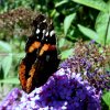 Botanischer Garten Tübingen 05.08.2015
