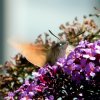 Botanischer Garten Tübingen 05.08.2015