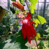 Botanischer Garten Tübingen 05.08.2015