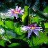 Botanischer Garten Tübingen 05.08.2015