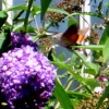 Botanischer Garten Tübingen 05.08.2015