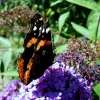 Botanischer Garten Tübingen 05.08.2015