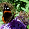 Botanischer Garten Tübingen 05.08.2015