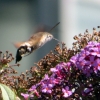 Botanischer Garten Tübingen 05.08.2015