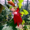 Botanischer Garten Tübingen 05.08.2015