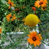 Botanischer Garten Tübingen 05.08.2015