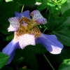 Botanischer Garten Tübingen 05.08.2015
