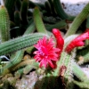 Botanischer Garten Tübingen 05.08.2015