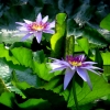 Botanischer Garten Tübingen 05.08.2015