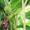 Botanischer Garten Tübingen 09.07.2017