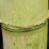 Botanischer Garten Tübingen 09.07.2017