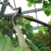 Botanischer Garten Tübingen 09.07.2017