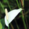 Botanischer Garten Tübingen 09.07.2017
