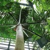 Botanischer Garten Tübingen 09.07.2017