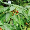 Botanischer Garten Tübingen 09.07.2017