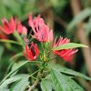 Botanischer Garten Tübingen 09.07.2017