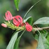 Botanischer Garten Tübingen 09.07.2017