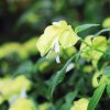 Botanischer Garten Tübingen 09.07.2017