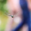 Botanischer Garten Tübingen 09.07.2017