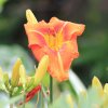 Botanischer Garten Tübingen 09.07.2017