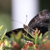 Botanischer Garten Tübingen 09.07.2017