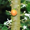 Botanischer Garten Tübingen 09.07.2017
