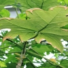Botanischer Garten Tübingen 09.07.2017