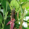 Botanischer Garten Tübingen 09.07.2017