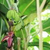 Botanischer Garten Tübingen 09.07.2017