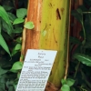 Botanischer Garten Tübingen 09.07.2017