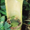 Botanischer Garten Tübingen 09.07.2017