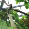 Botanischer Garten Tübingen 09.07.2017