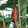 Botanischer Garten Tübingen 09.07.2017