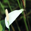 Botanischer Garten Tübingen 09.07.2017