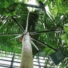 Botanischer Garten Tübingen 09.07.2017