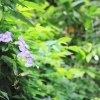 Botanischer Garten Tübingen 09.07.2017